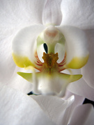 10th Jan 2010 - Orchid