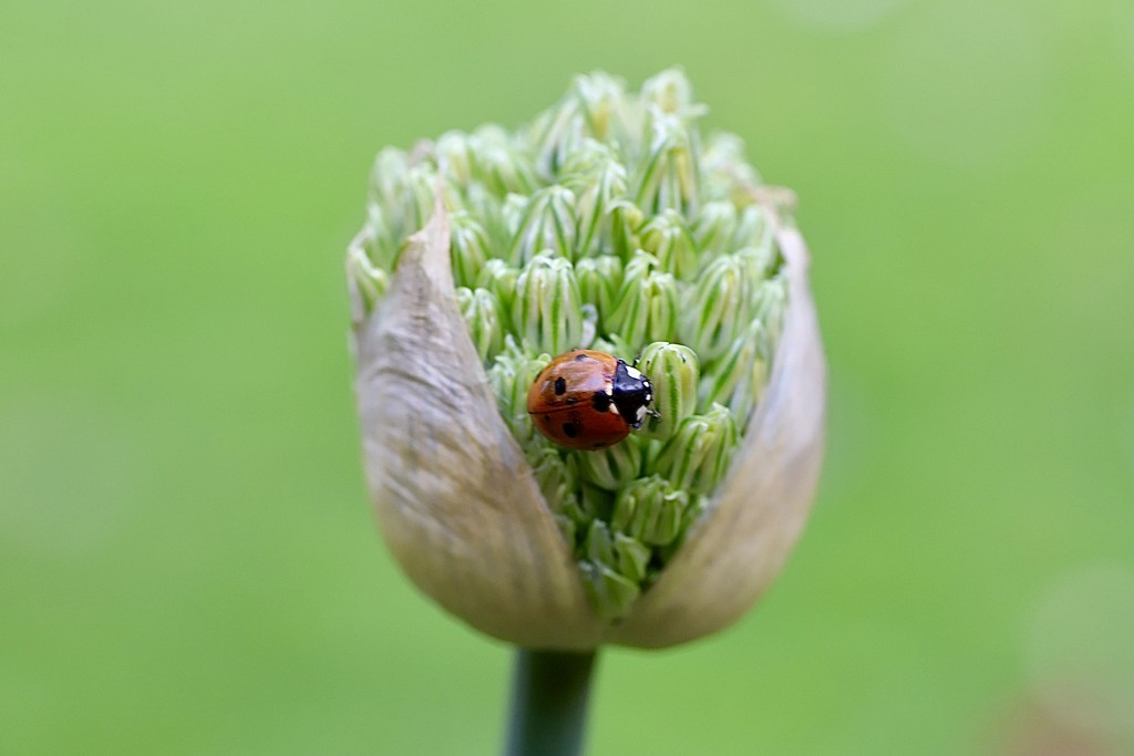 Allium & Friend by carole_sandford