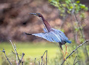 19th May 2021 - The green heron have returned 