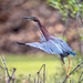 The green heron have returned  by dridsdale