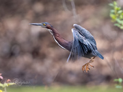 20th May 2021 - Green heron flyby 