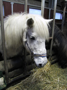 19th Jan 2010 - Horse
