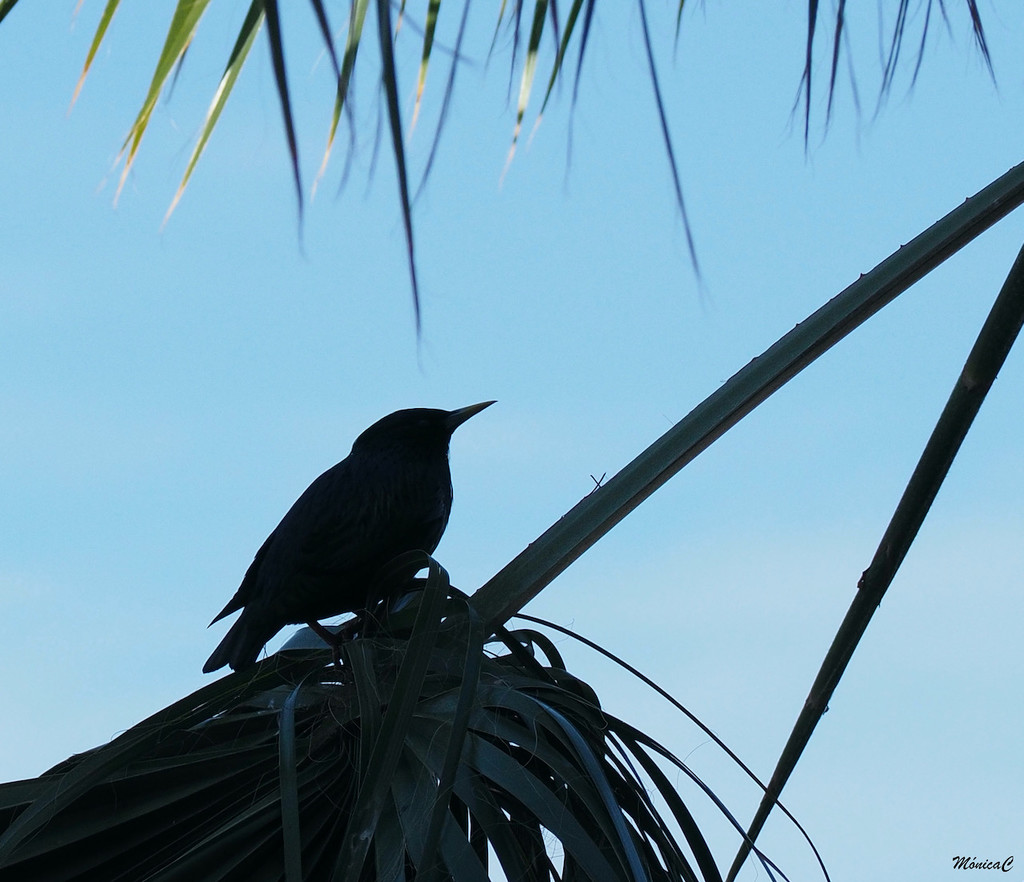 Bird's silhouette by monicac