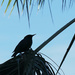 Bird's silhouette by monicac