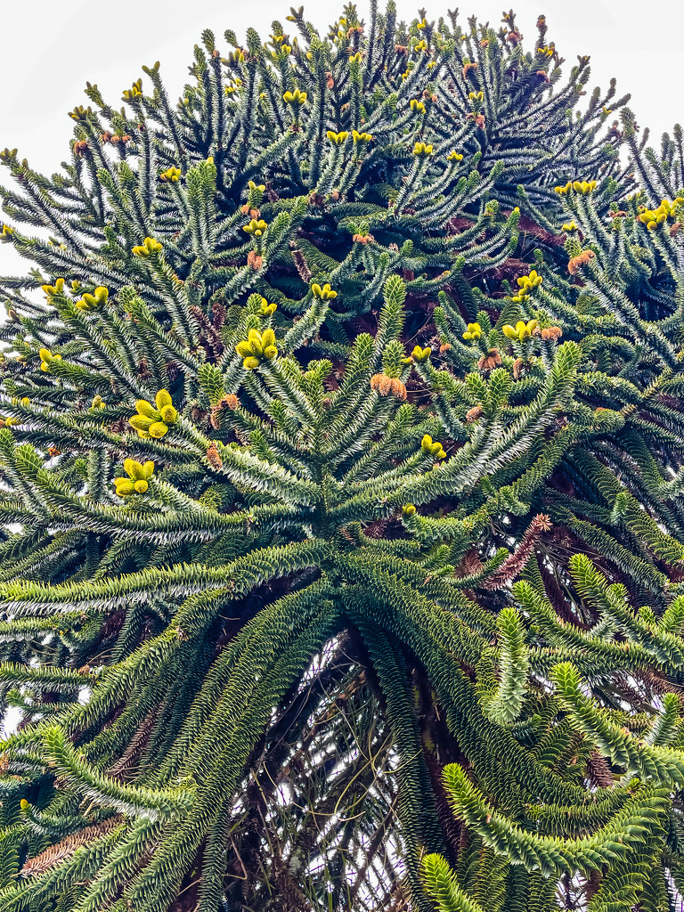 Monkey Puzzle Tree by tinley23