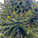 Monkey Puzzle Tree by tinley23