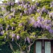 Wisteria covering an entrance way by bruni