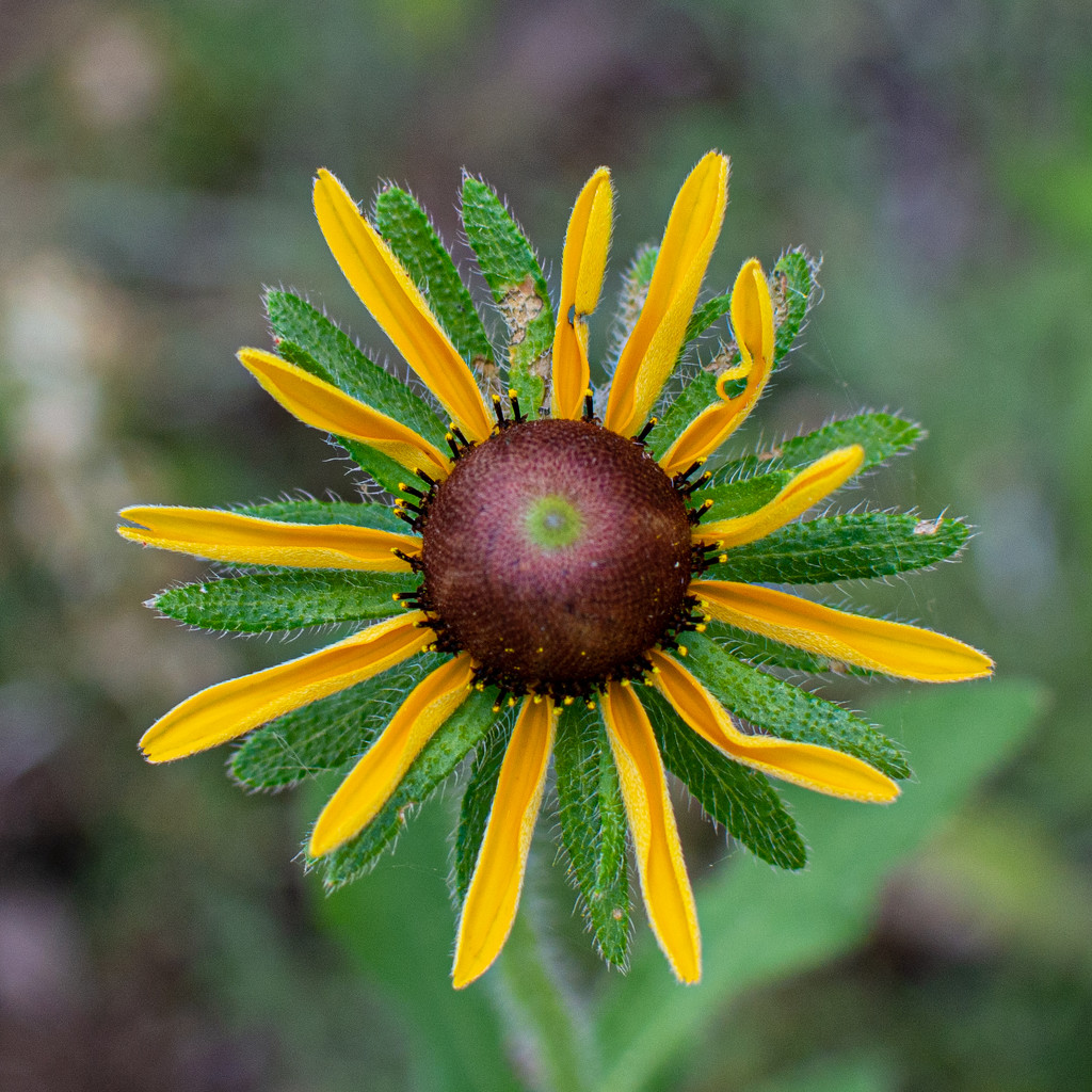The first open Black-eyed Susan... by thewatersphotos
