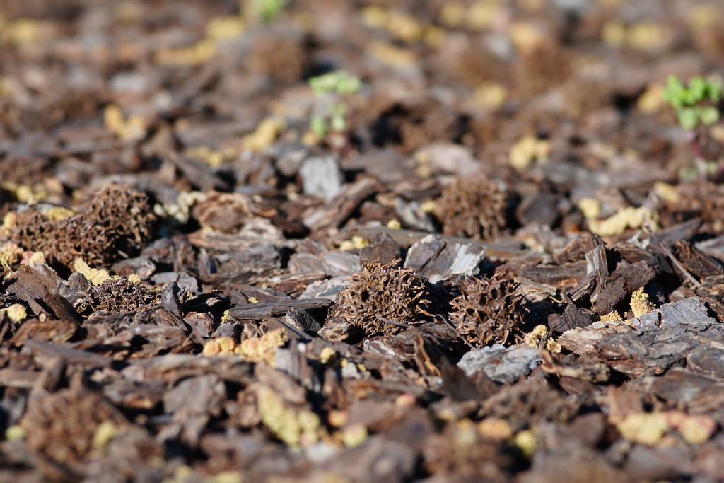 Sweetgums on mulch by acolyte