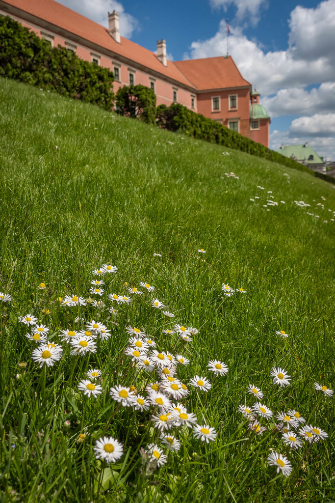 Daisies in the city  by haskar