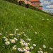 Daisies in the city  by haskar