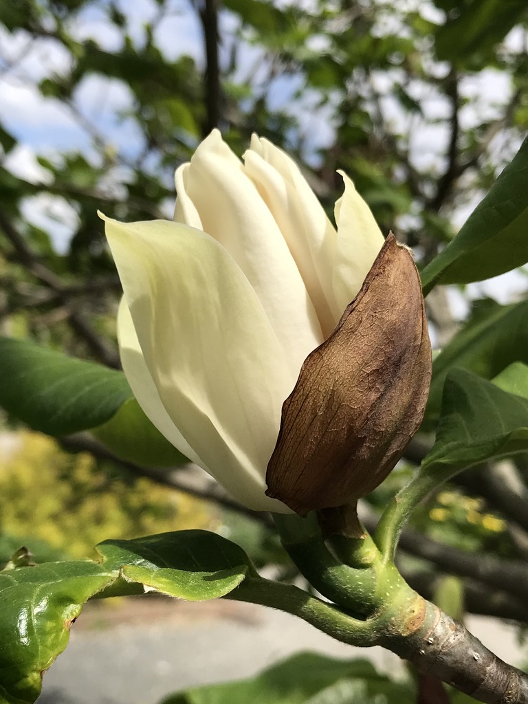 Another Magnolia by mjmaven