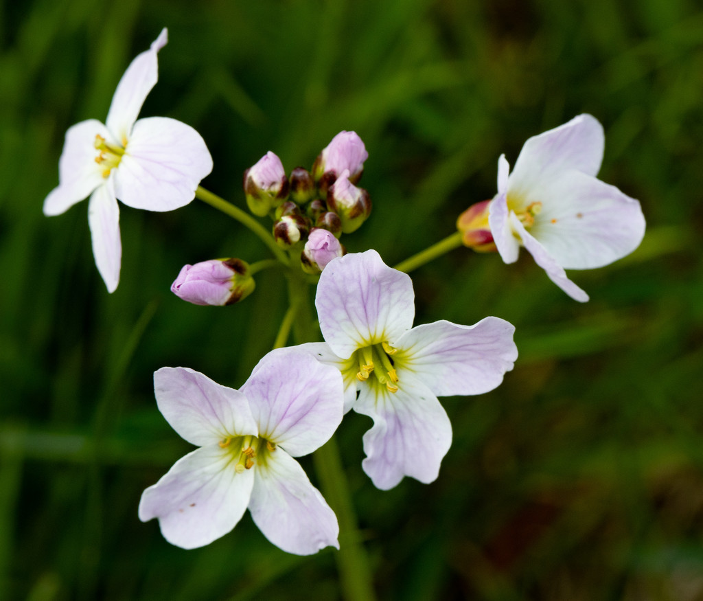 Cuckoo Flower by lifeat60degrees
