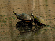 20th May 2021 - painted turtles 