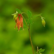 20th May 2021 - red columbine