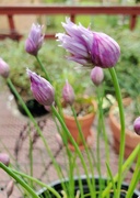 20th May 2021 - Chives are "chiving"...