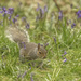 Squirrel in Bluebells by shepherdmanswife