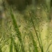 Which witchgrass is it? by marlboromaam