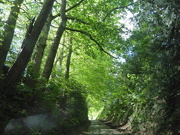 20th May 2021 - Country lane