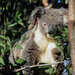 smell test every bite by koalagardens