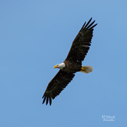 20th May 2021 - Travel day Bald Eagle!