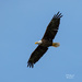 Travel day Bald Eagle! by photographycrazy