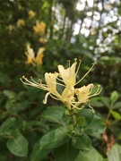 19th May 2021 - Honeysuckle time in Georgia