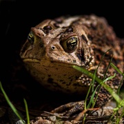 20th May 2021 - Toadily Golden Eyes