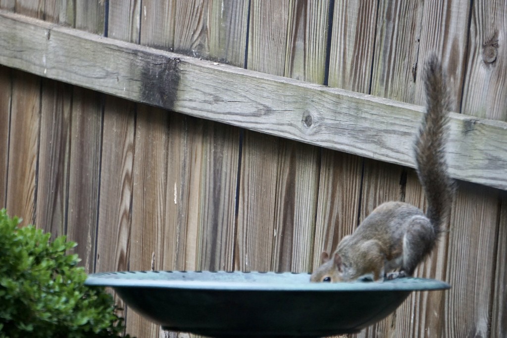 Why I Refill the Bird Bath Every Day by allie912