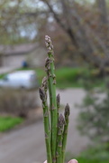 1st May 2021 - asparagus...