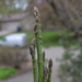 asparagus... by earthbeone