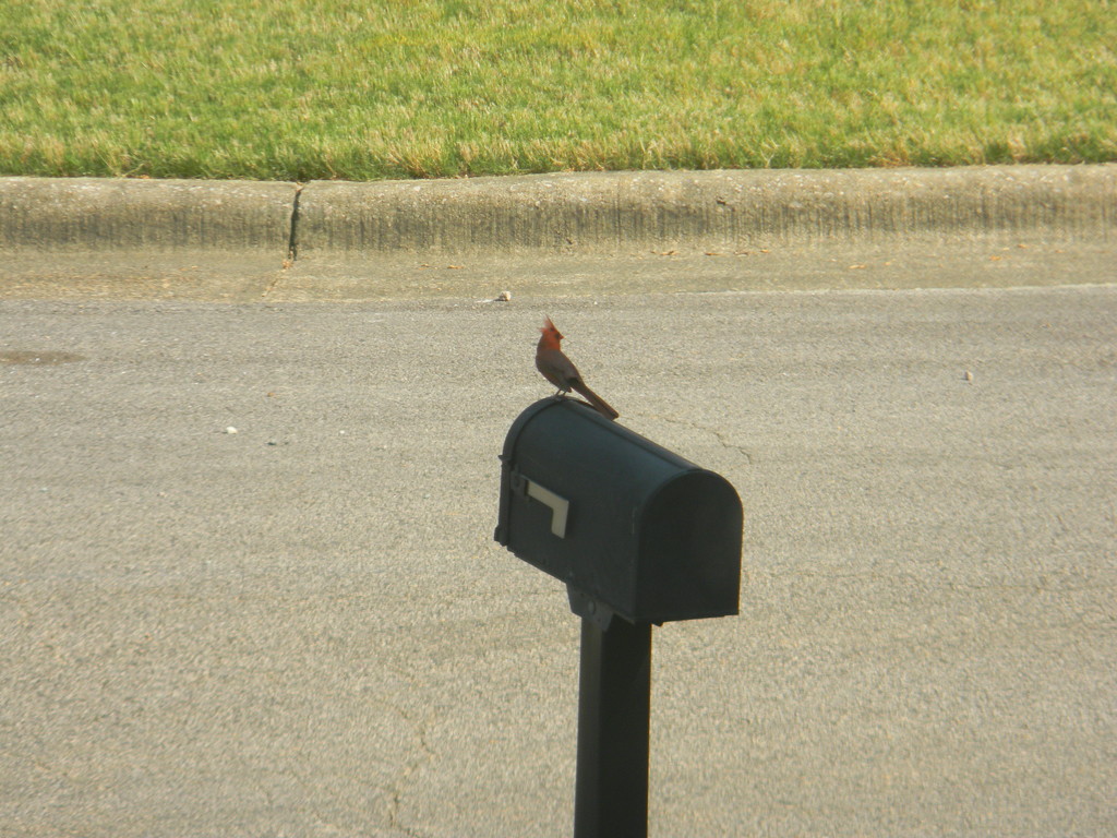 Cardinal on mailbox by sfeldphotos