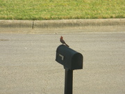 20th May 2021 - Cardinal on mailbox