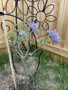 20th May 2021 - Wisteria 