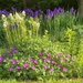 Siberian Iris, Amsonia, and Hardy Geranium by tunia