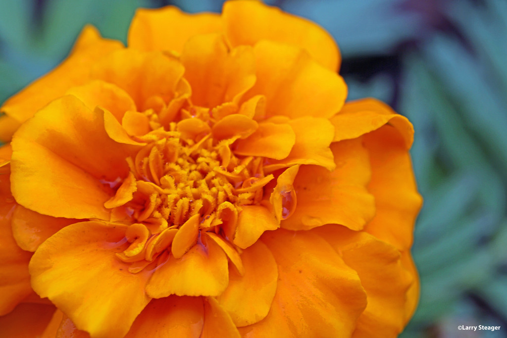 Up close and personal with Marigolds by larrysphotos