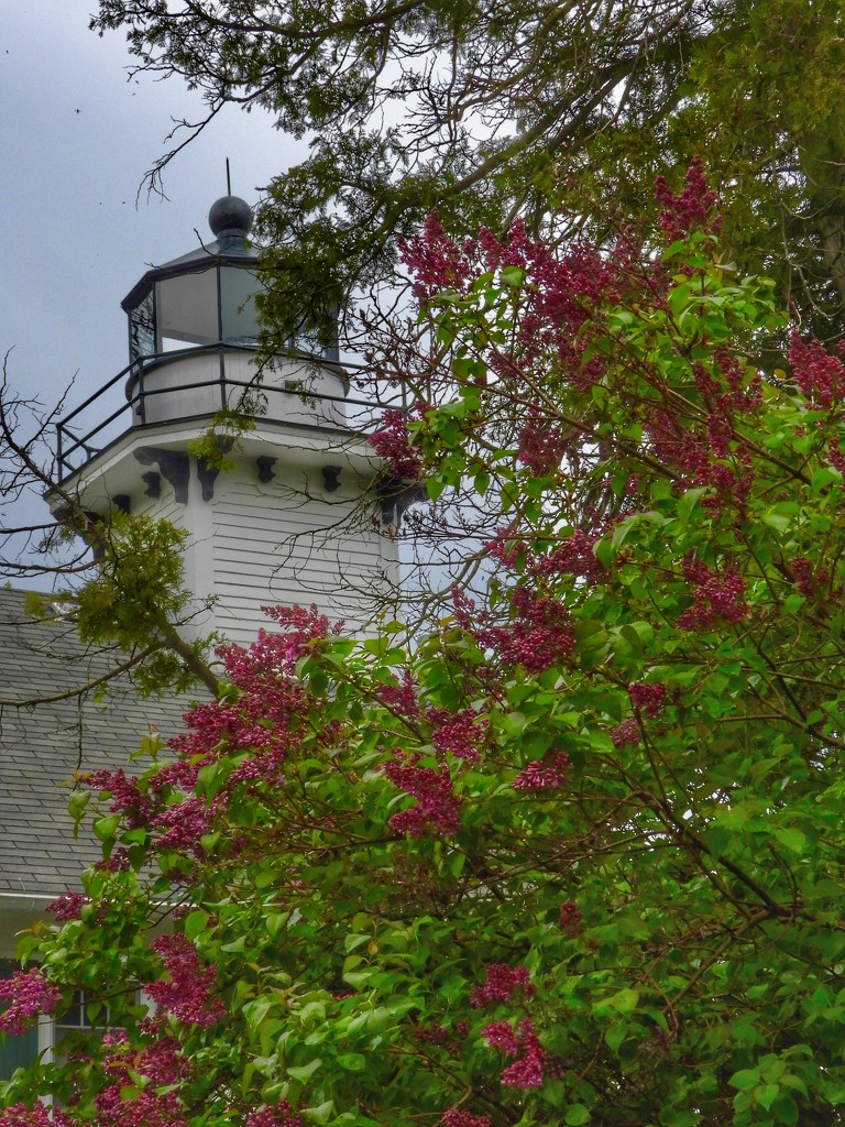 Lighthouse through the lilacs by amyk