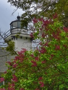 20th May 2021 - Lighthouse through the lilacs