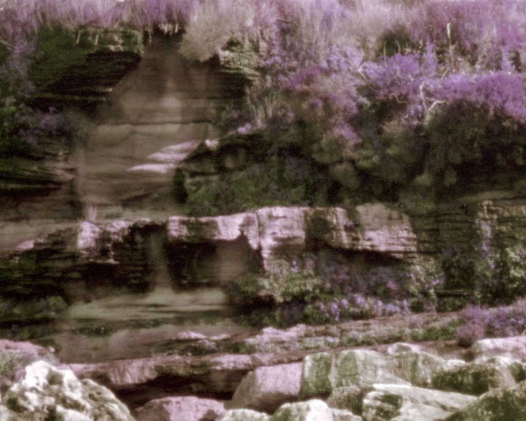 Cliff flora by peterdegraaff