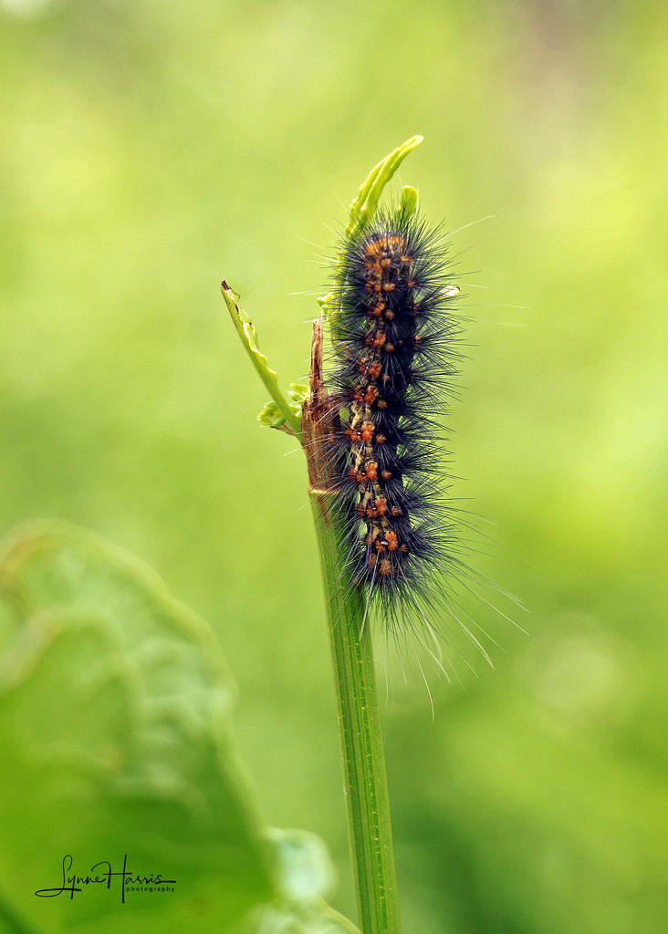 Caterpillar by lynne5477