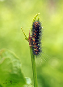 21st May 2021 - Caterpillar