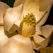 Insides of the Magnolia Bloom! by rickster549