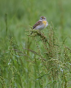 10th May 2021 - Female Dickcissel
