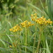 Yellow Wildflowers by genealogygenie