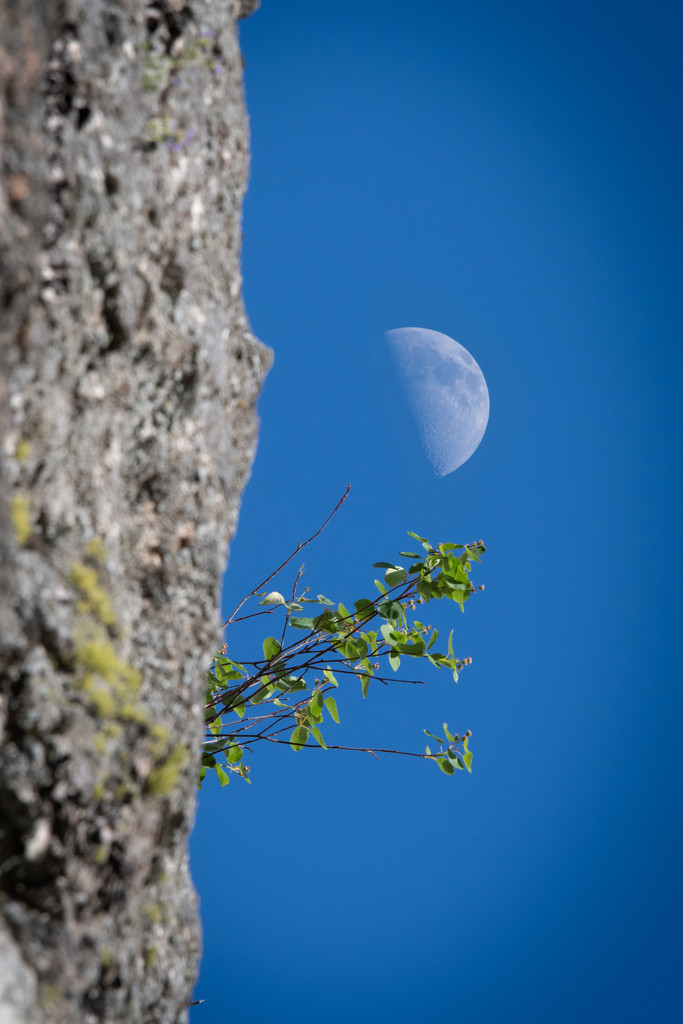 Like the moon on a bright sunny day by teriyakih