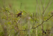 12th May 2021 - The Stare - Male Dickcissel