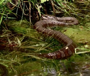15th May 2021 - Water Snake