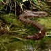 Water Snake by mzzhope