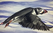 21st May 2021 - Puffin in flight (painting)