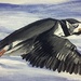 Puffin in flight (painting) by stuart46